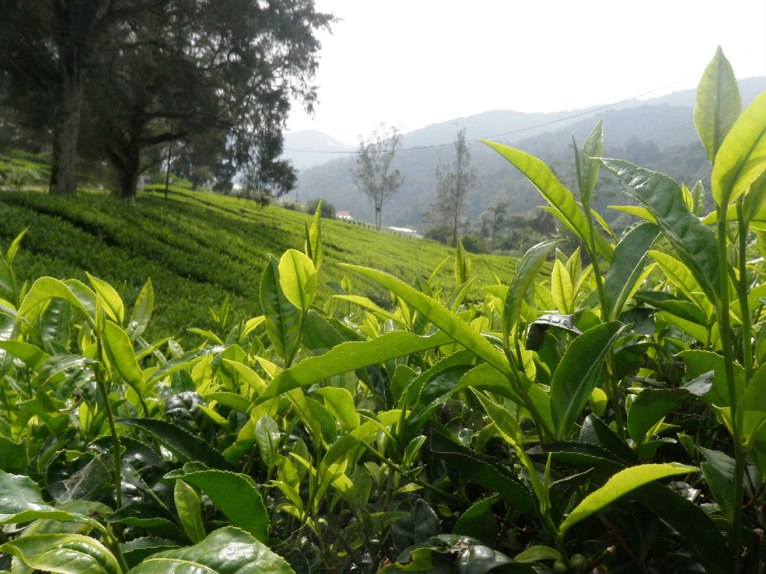 紫阳富硒茶