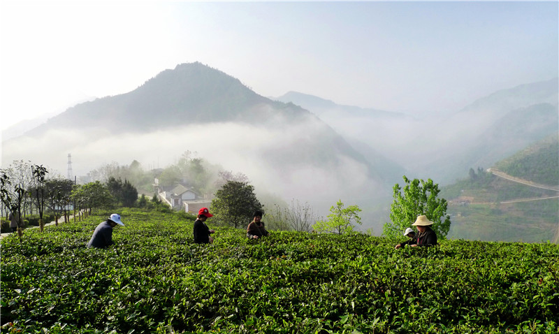 紫阳富硒茶园