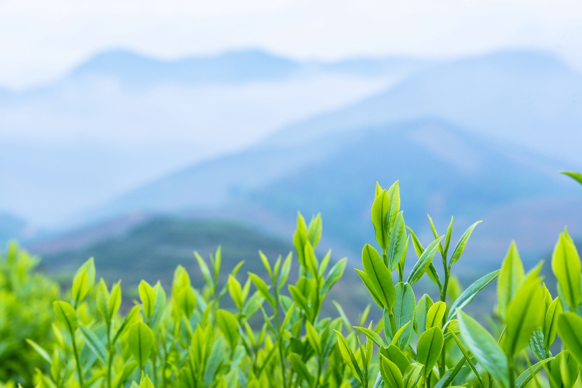 紫阳富硒茶