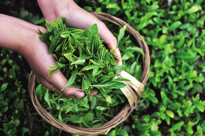 紫阳富硒茶招商