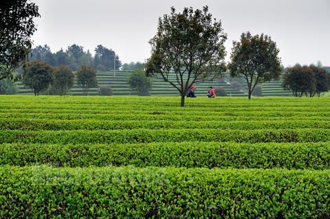 紫阳富硒茶招商