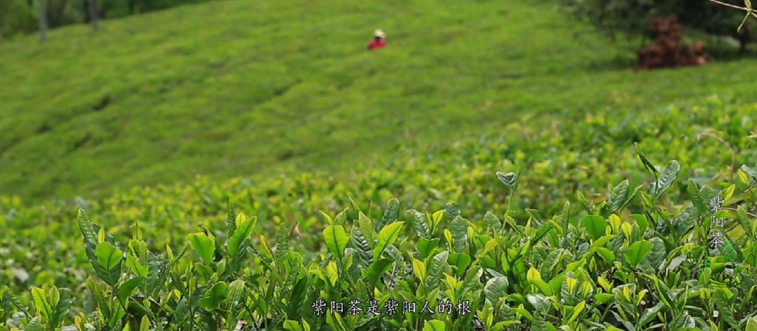 紫阳富硒茶