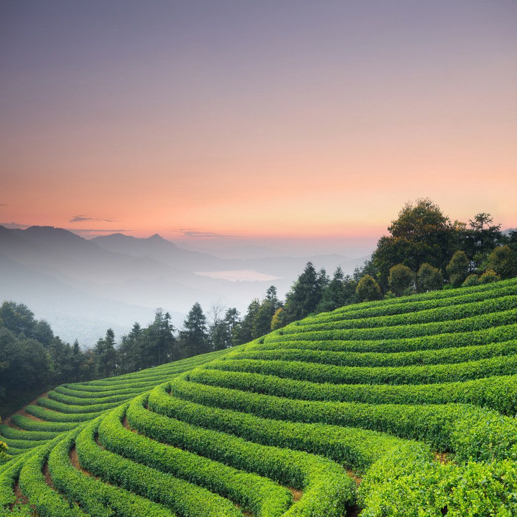 和平茶业紫阳富硒茶