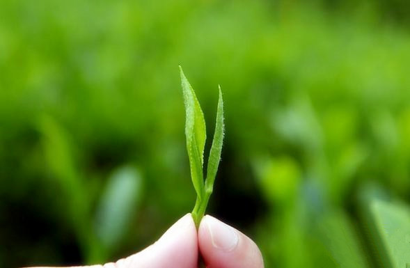 紫阳富硒茶