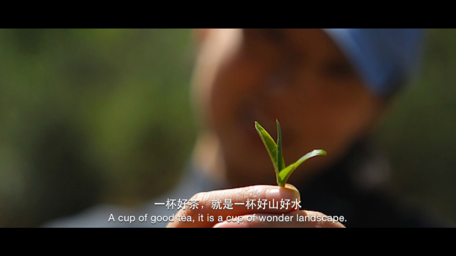 好山好水出好茶