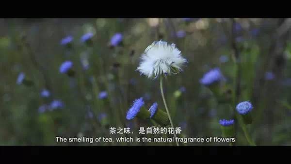 紫阳茶
