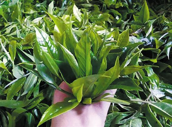 紫阳富硒茶