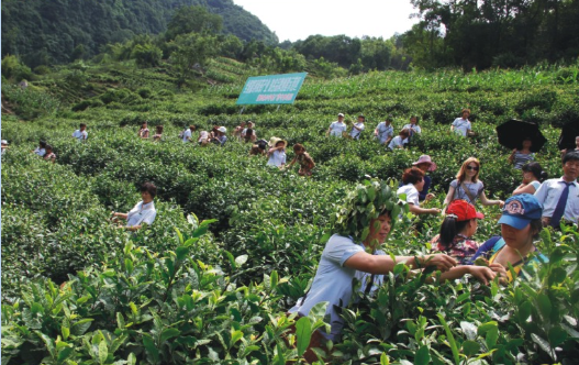 和平茶业贡茶基地和平村