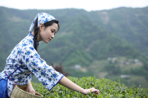 紫阳富硒茶