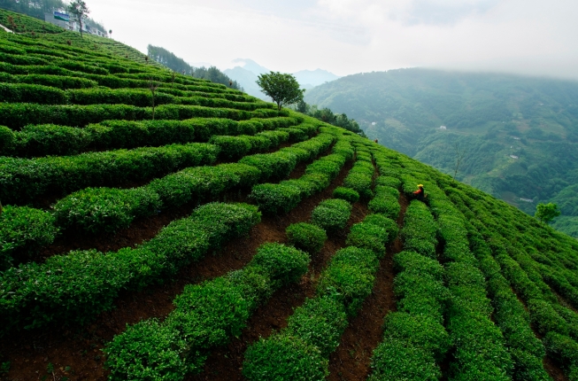 紫阳茶园