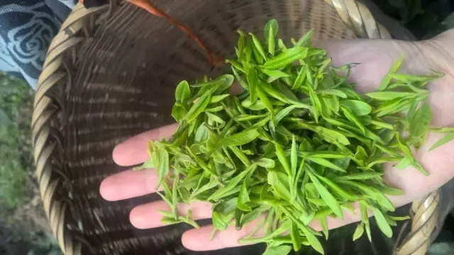 紫阳富硒茶