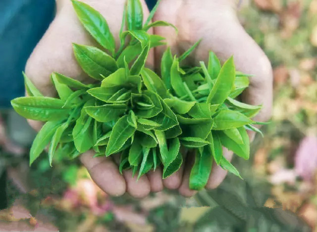 加盟富硒茶