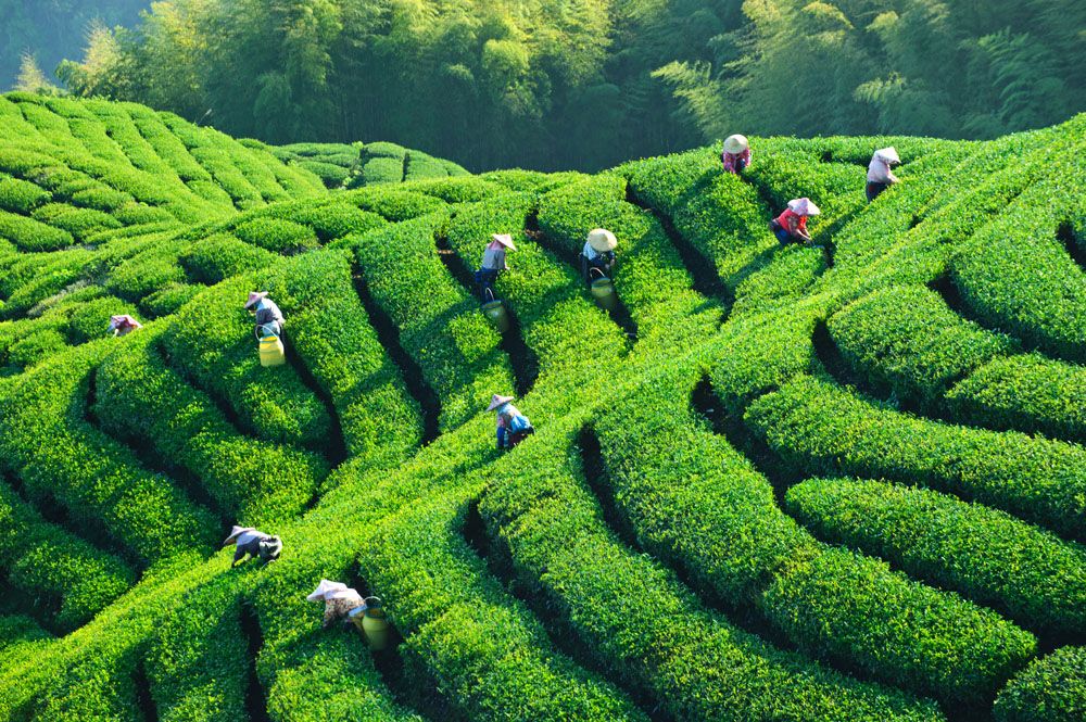 紫阳茶产业