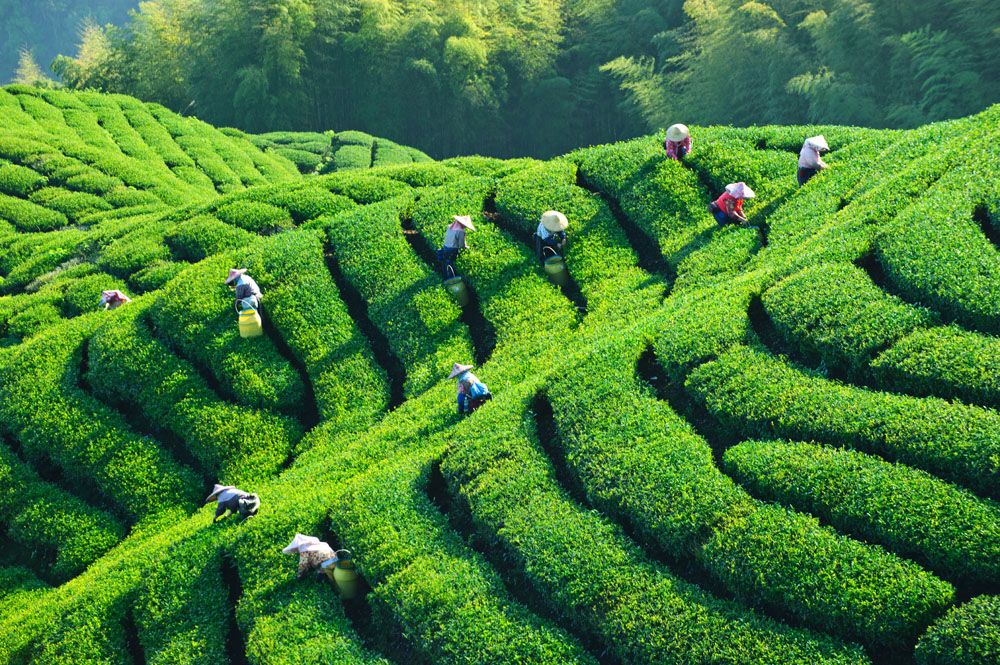紫阳富硒茶产业