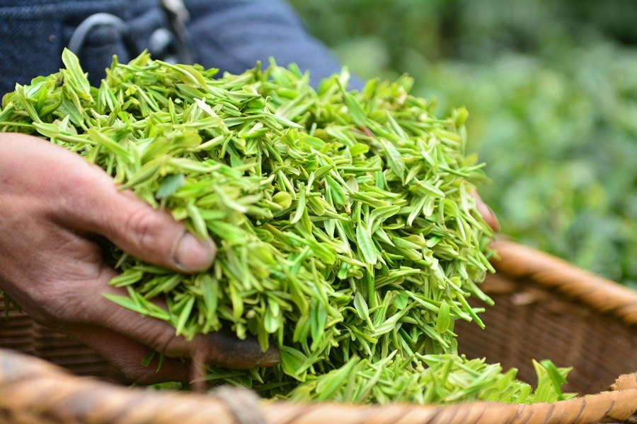 紫阳富硒茶