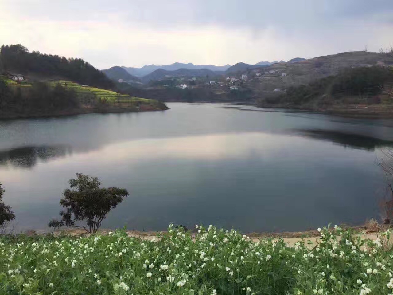 紫阳富硒茶产业