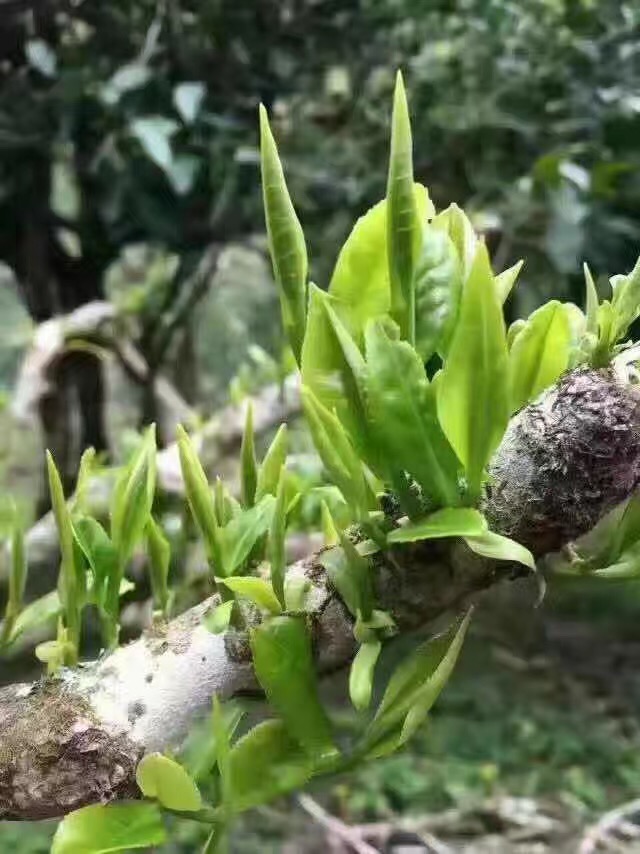 茶叶种植区