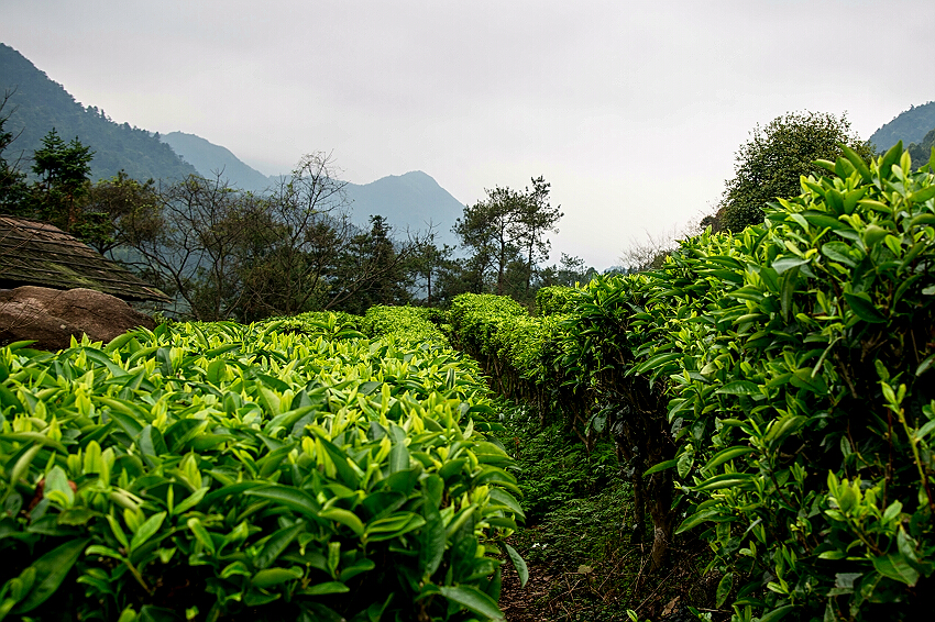 紫阳富硒茶园