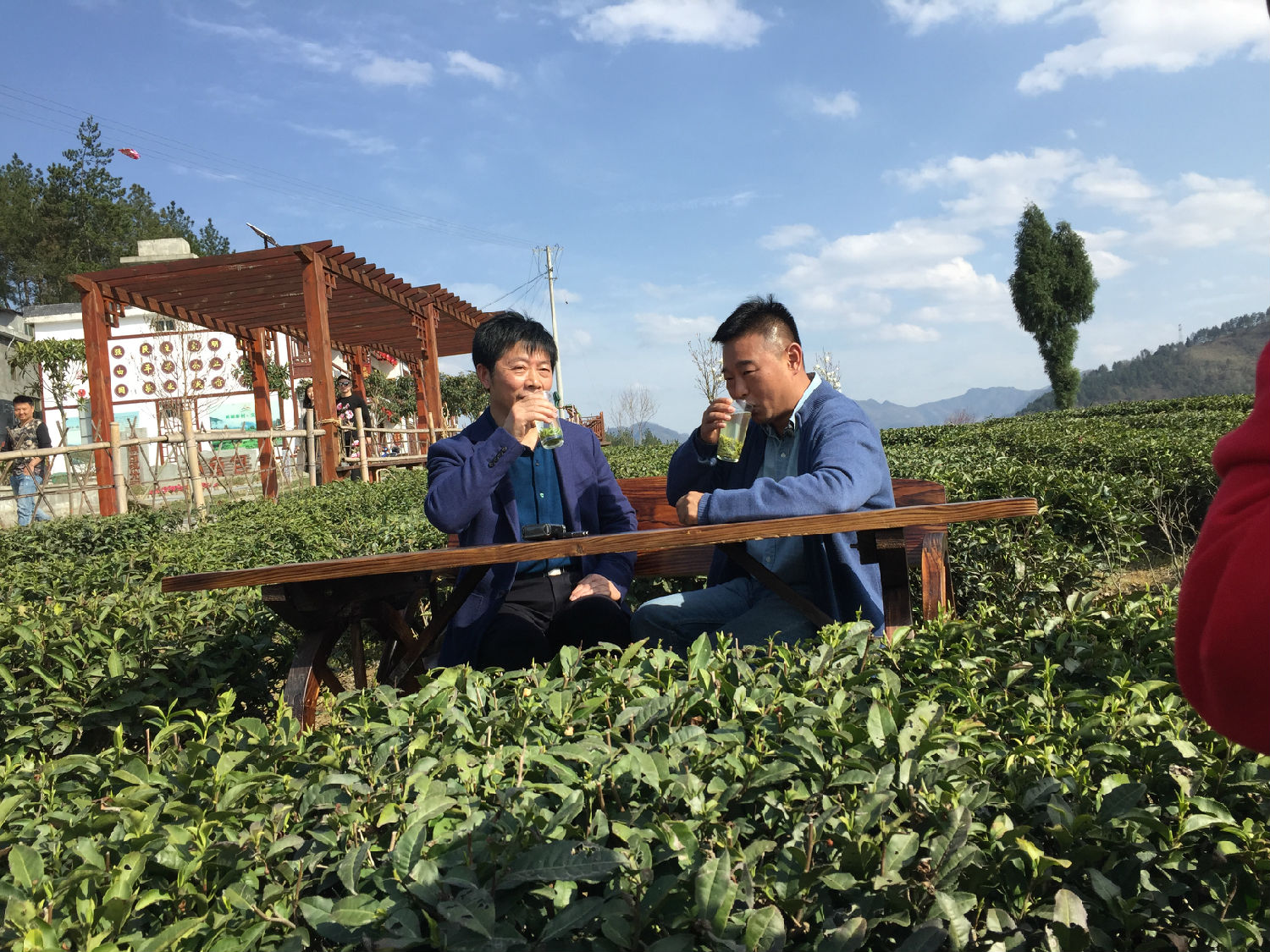 2017年春茶新茶