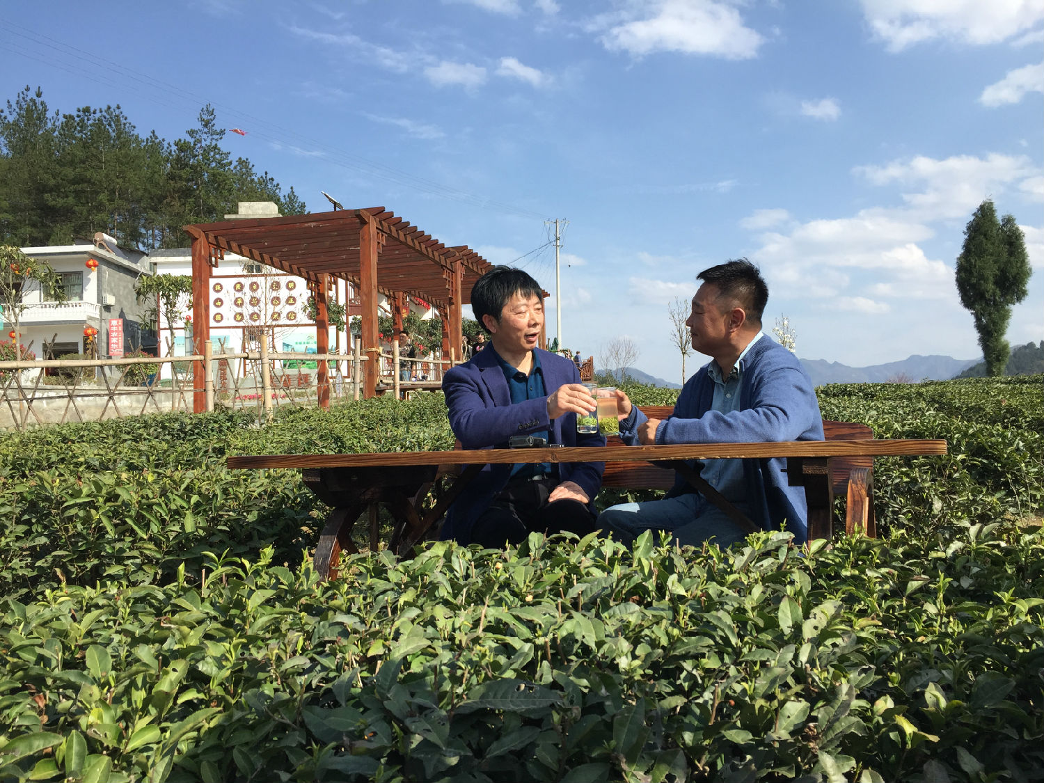 和平茶业春茶