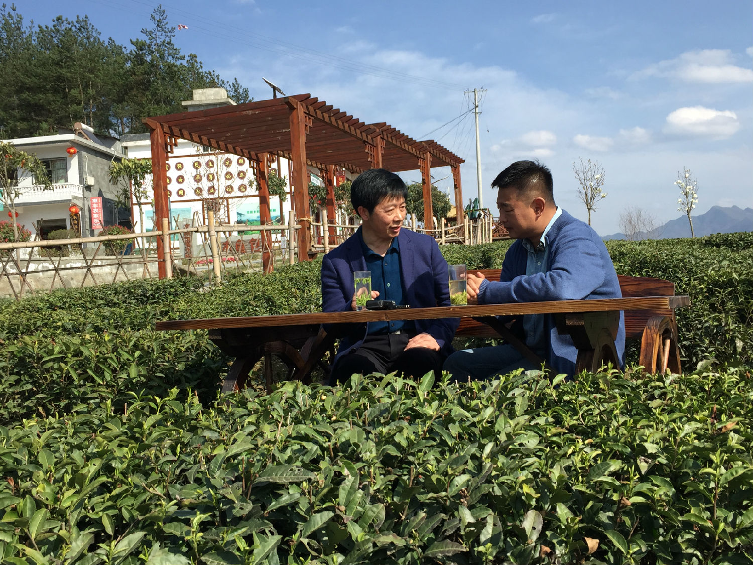 乡约紫阳茶