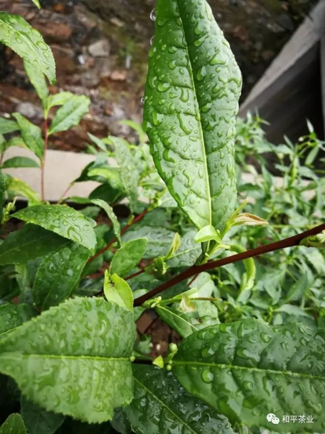 紫阳富硒茶园
