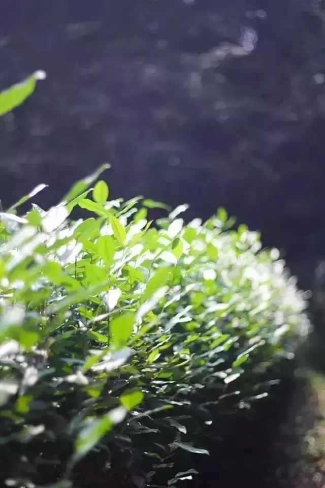 紫阳茶园