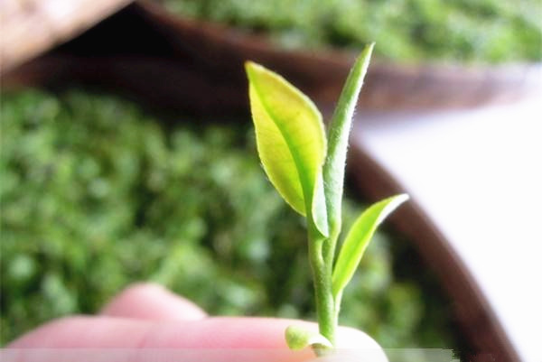 紫阳富硒茶领导品牌和平茶业