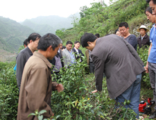 和平茶业园区建设培训