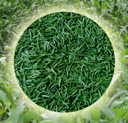 打击伪“紫阳富硒茶” 为紫阳富硒茶发展创造一个良好的市场环境