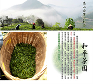 中国古代茶紫阳茶踏上现代化转型之路