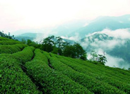 真正的高山茶-和平茶