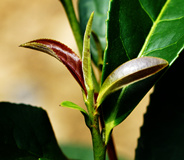 明前茶 和平茶 飞入寻常百姓家