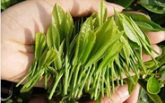 紫阳富硒茶中硒的作用