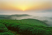 新丝路·紫阳富硒茶 四海之内皆赞声(三)