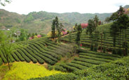 陕茶2015年发展方向_和平茶业