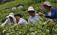 陕西紫阳县和平茶厂茶园基地和平村上榜2014“中国茗村”百佳榜