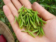 紫阳富硒茶品牌建设成就-和平茶厂