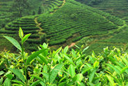 2015年茶叶消费的七个新趋势—和平茶业