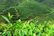 世界上最早茶文化发源地之一-陕南茶区