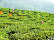 茶叶市场调研原则有哪些？-和平茶业分享