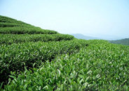 陕茶市场年后走向分析-和平茶业分享