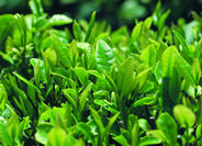 陕南绿茶优在哪里-和平茶业分享