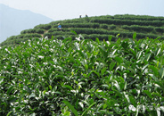 2015年紫阳富硒茶春茶上市时间