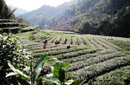 和平茶业的发展对紫阳茶产业的启示