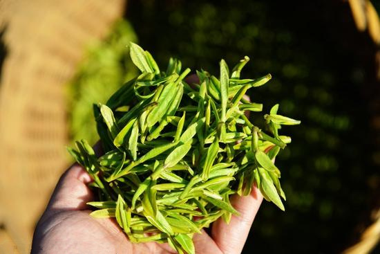 春茶正当时 新茶莫贪饮