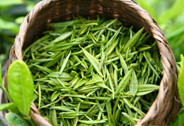 谷雨茶vs明前茶-和平茶业分享