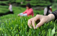 有机茶成茶博会新宠