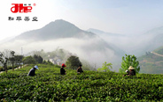 发展中的紫阳富硒茶