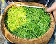 紫阳富硒茶显优势